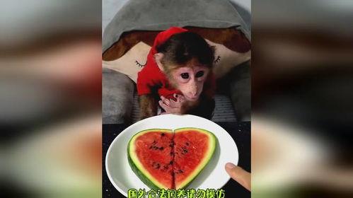 爱吃瓜吃货视频下载免费,揭秘“爱吃瓜吃货视频下载”免费福利  第2张