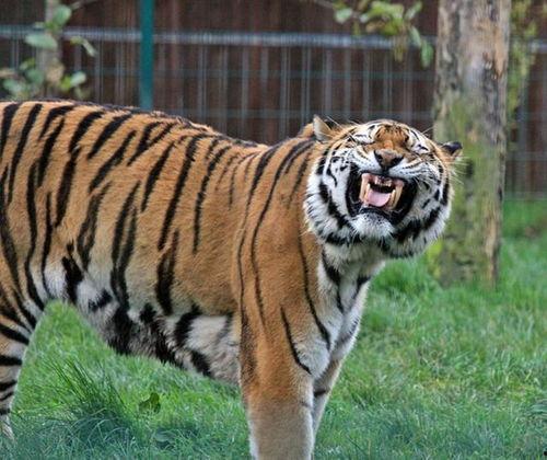 微笑小动物最新爆料,揭秘娱乐圈幕后真相 第3张 微笑小动物最新爆料,揭秘娱乐圈幕后真相 第3张